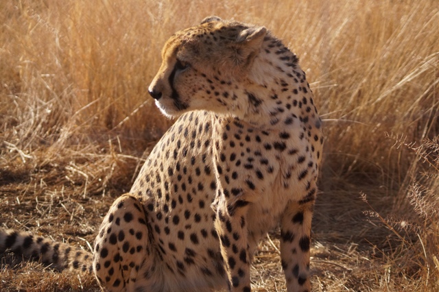 Cheetah in a conservancy.