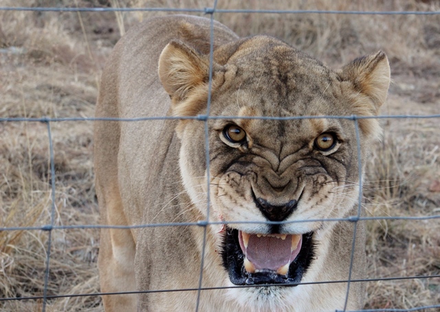 Angry female lion.