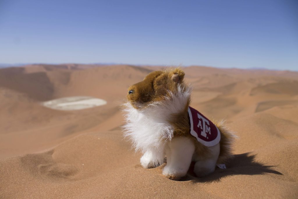 Texas A&M mascot, Reveille, at the top of one of the world’s tallest sand dunes in the Namib Dessert.