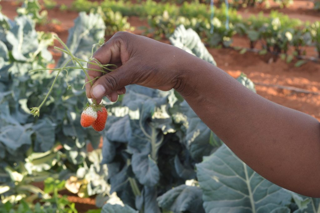 The Kalahari Farmhouse in Stampriet, Namibia grows strawberries in the middle of winter.