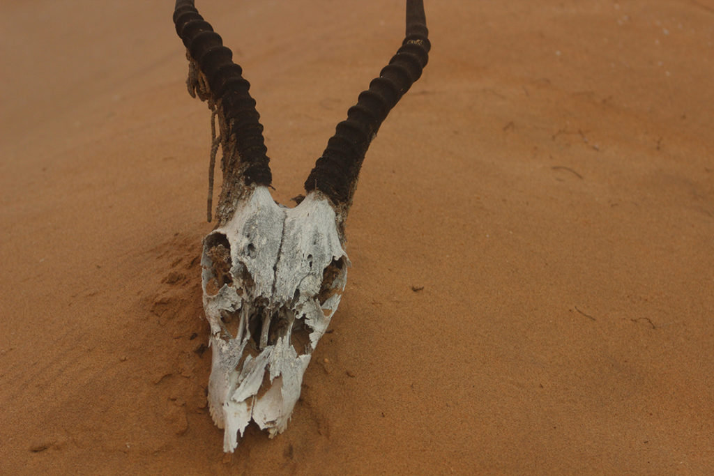 A springbok skull lies in the sand at the Mokuti lodge near Etosha National Park.