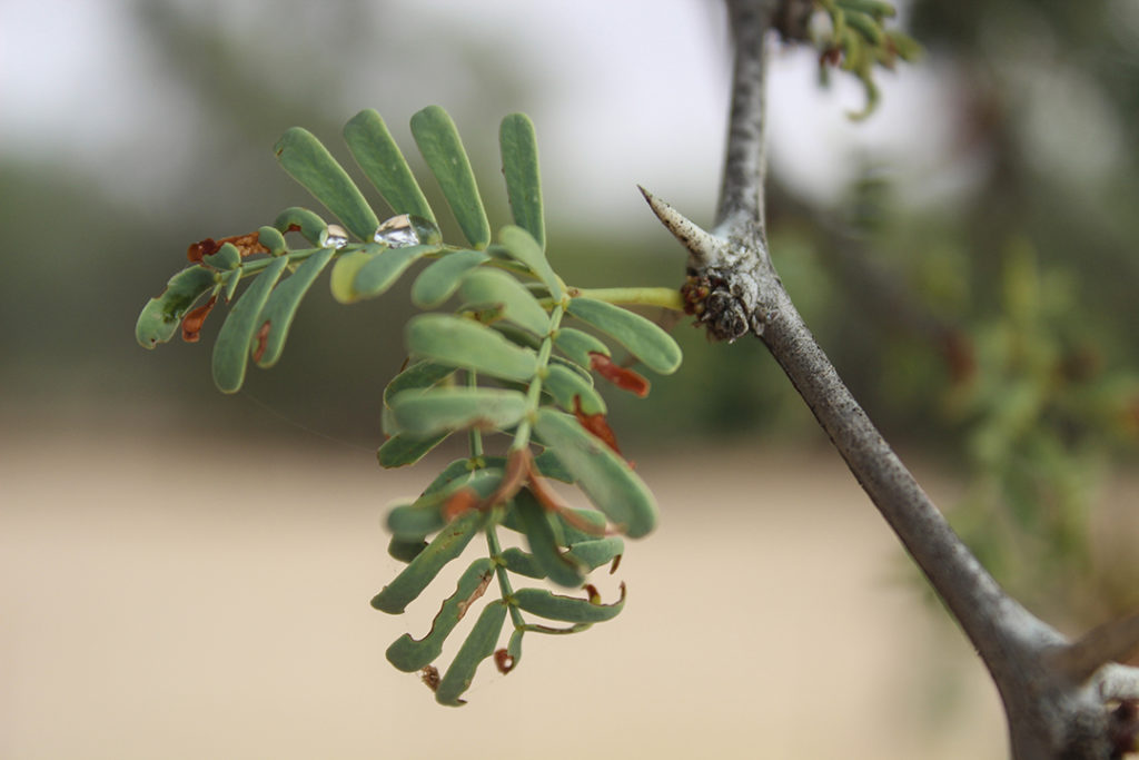 Water droplets form on the branches of an Acacia Eroloba, or Camelthorn tree, within the riparian zone of the ephemeral Kuiseb River.