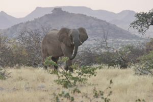 Rogers_Desert Elephant