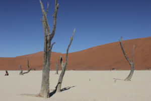 Remnants of trees stand by the Big Daddy dune is Sossusvlei, Namibia. This beautiful location is a tourist haven; yet due to emptiness, desert like this would be plausible for a nuclear waste center.