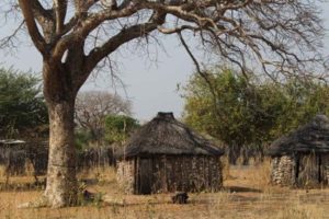 Families build their homesteads in a cluster of huts, sometimes surrounded by a fence to protect against wild animals.