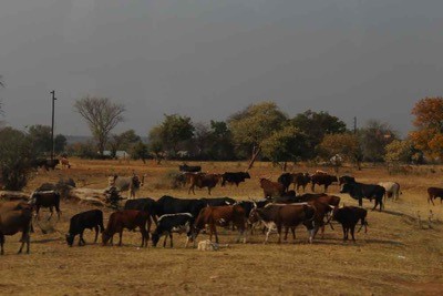 Livestock roam freely throughout communal lands. Most community members can identify each other’s livestock and can help return animals if they wander too far off.