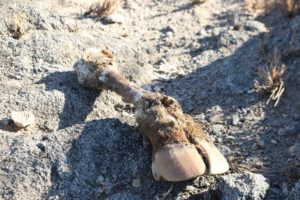 A cattle hoof is found lying in the dried up Swakop River south of Karibib.