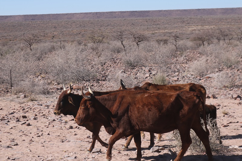 Local farmers herd their cattle on roadsides to find suitable grazing.