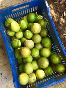 The limes in the box were grown on the plantation portion of Chrisley's dairy farm.