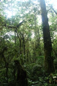 The Nectandra Garden is a cloud forest reserve in Costa Rica and carries many unique species.