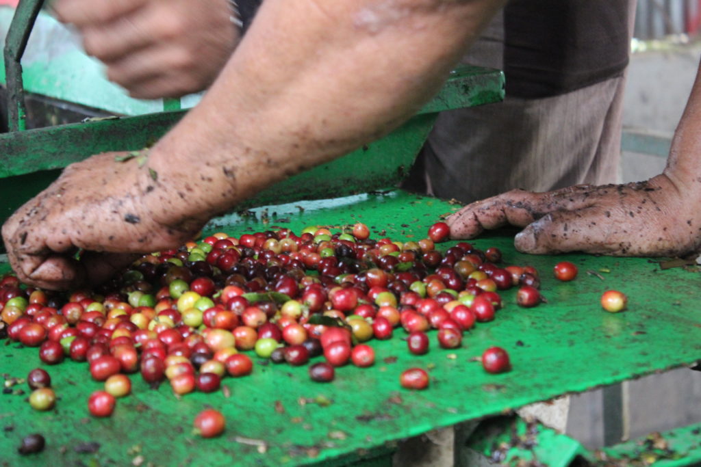 Coffee beans picked at local coffee farm in Costa Rica by Texas A&M students.