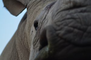 White Rhinos are endangered and find sanctuary at private ranches such as the Heja Game Lodge in Namibia. 