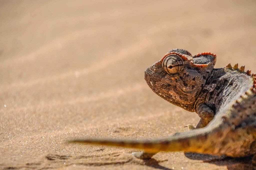 A Chameleon slowly crawls in the Namib Desert. Visitors to the desert must be cautious not to harm its creatures or their habitat.