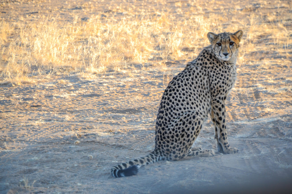 A cheetah stares at our group while we visit a cheetah sanctuary in Solitaire. The sanctuary communicates with local ranchers to ensure wildlife safety.