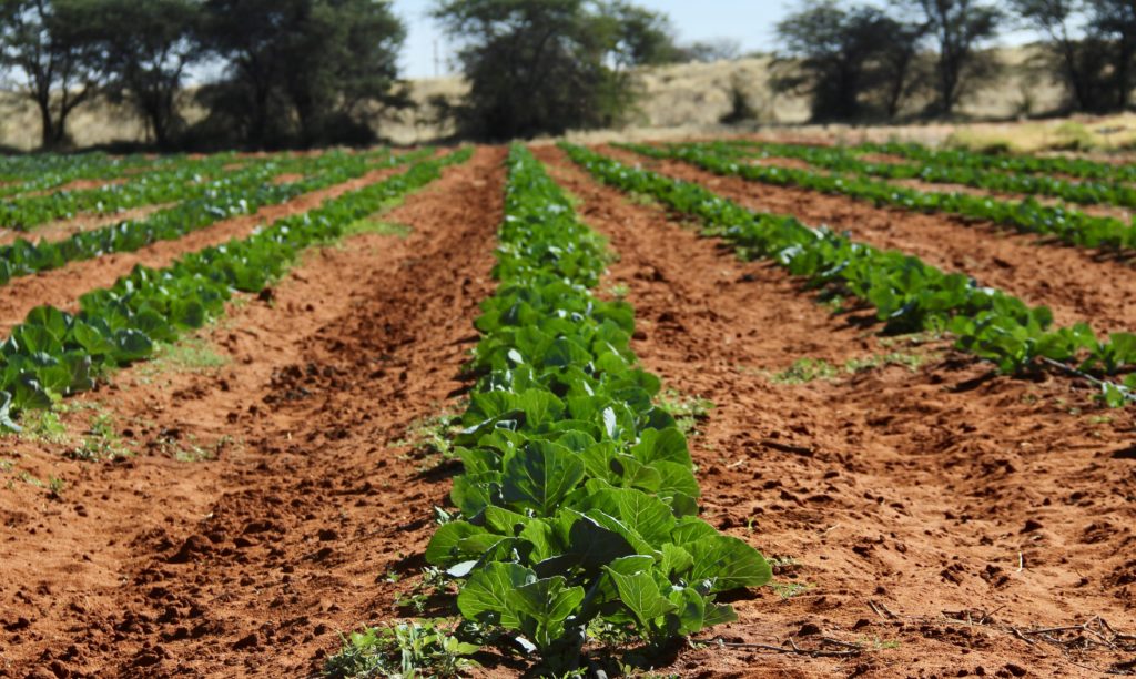 Vegetables growing on Patria Farms in Stampriet, Namibia. The sandy soil contains insufficient amounts of minerals and causes issues for commercial farmers in Namibia. 