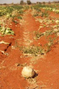 A ruined lettuce field caused by nematode problems on Patria Farms in Stampriet, Namibia. Commercial farmers in Namibia do not receive government aid for crop losses. 