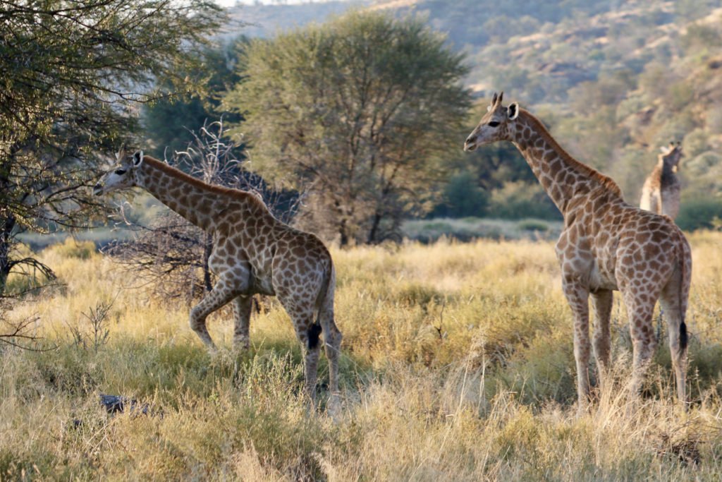 Giraffes at Heja Lodge travel in herds to prevent other animals from attacking their young. The two baby giraffes looked very similar, but every giraffe has a different spot pattern.