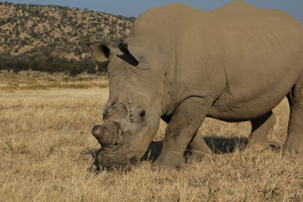 Rico the Rhino at Heja Lodge, grazing on the native grass. His horn was cut off to make him less desirable to poachers.