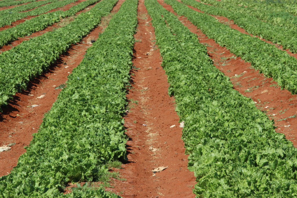 Rows of lettuce fill Patria Farms ready to be harvested. Cabbage is one of the most popular crops; it is used to make coleslaw, which has been part of just about every meal served in Namibia.