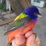 male painted bunting in hand