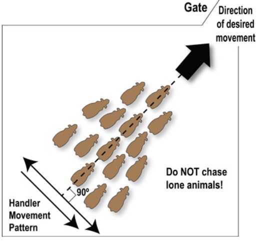 Diagram showing how a pen should be emptied - depicting the direction of desired movement towards the gate; and handler movement patten at a 90 degree angle.  A final warning not to chase lone animals