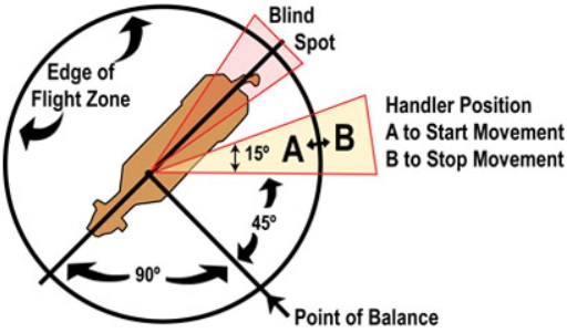 Diagram showing cattle flight zone - their blind spot, handler position, and point of balance