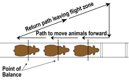 Diagram showing the path to move animals forward and their return path leaving flight zone