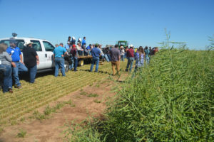 Rolling Plains Spring Field Day participants view canola plots at the Texas A&M AgriLife Research Chillicothe Station. (Texas A&M AgriLife Communications photo by Kay Ledbetter)