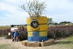 corn-maze2