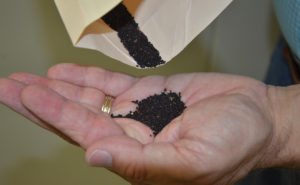 Seed pigmentation in Blackhawk arrowleaf clover is linked to seedling disease resistance