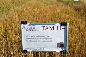 New wheat cultivar released by Texas &M AgriLife researchers.