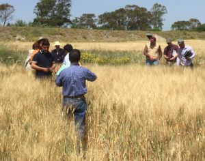 AgriLife researchers examine a wheat field in Tunisia