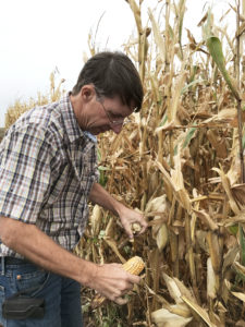 Tom Isakeit sampling corn