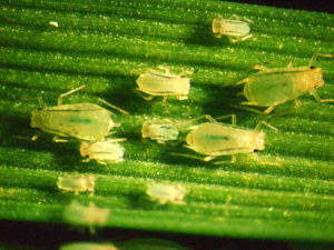 greenbugs