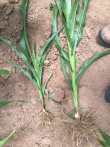 two corn plants, one short with small roots, one much larger with substantially more root mass