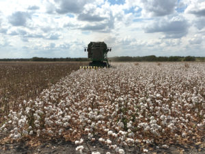 Cotton being harvested