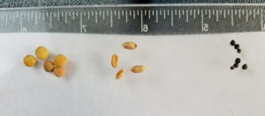 wheat, lentil and canola seeds beside a ruler to shows how much larger lentil seeds are than the others.