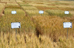 wheat breeding plots