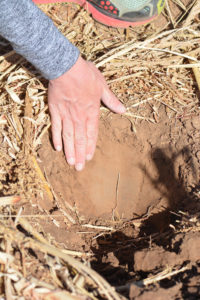 checking depth of soil moisture in field with crop residue