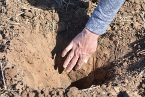 checking soil moisture in tilled field