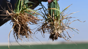 two wheat cultivars with vastly different root development
