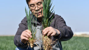 Dr. Qingwu Xue with two wheat plants