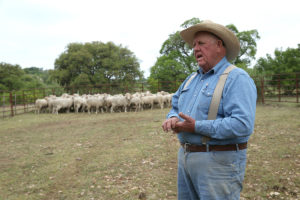 farmer standing in front of herd of sheep
