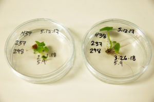 tiny cotton plantlets in covered petri dishes