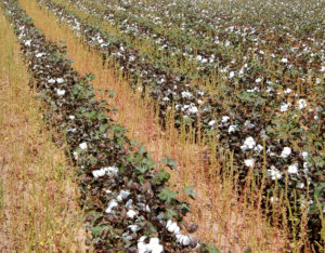pigweed in cotton field