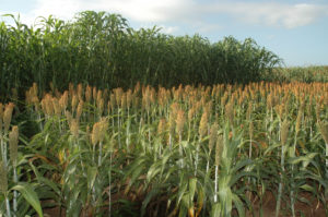 field with grain sorghum and forage sorghum