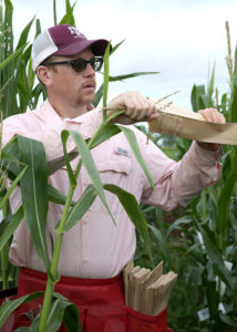 Dr. Seth Murray putting corn tassles into collection bag