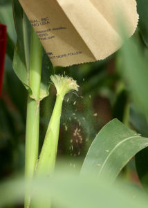 pollen being dumped on corn silks