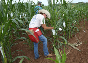 girl bagging shoots in corn field