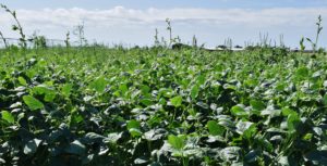 cowpea plants in field